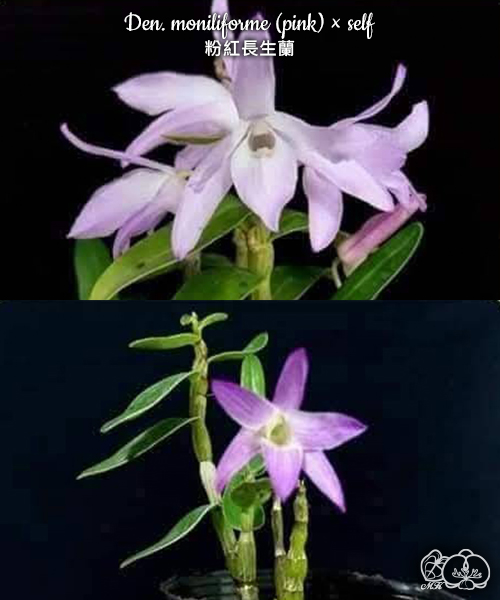 美琪園藝Miki Orchid - 批發專區